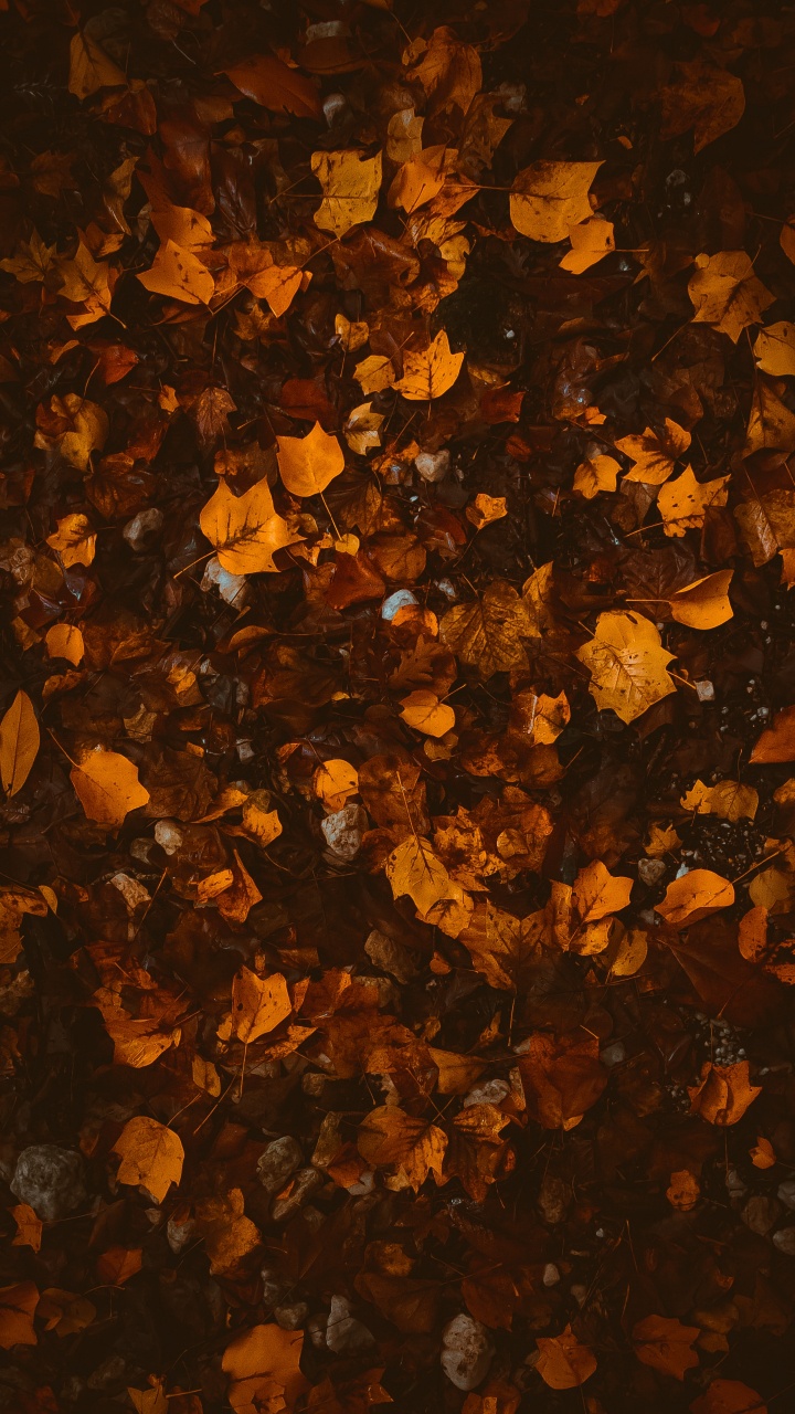 Autumn, Brown, Orange, Texture, Leaf. Wallpaper in 720x1280 Resolution