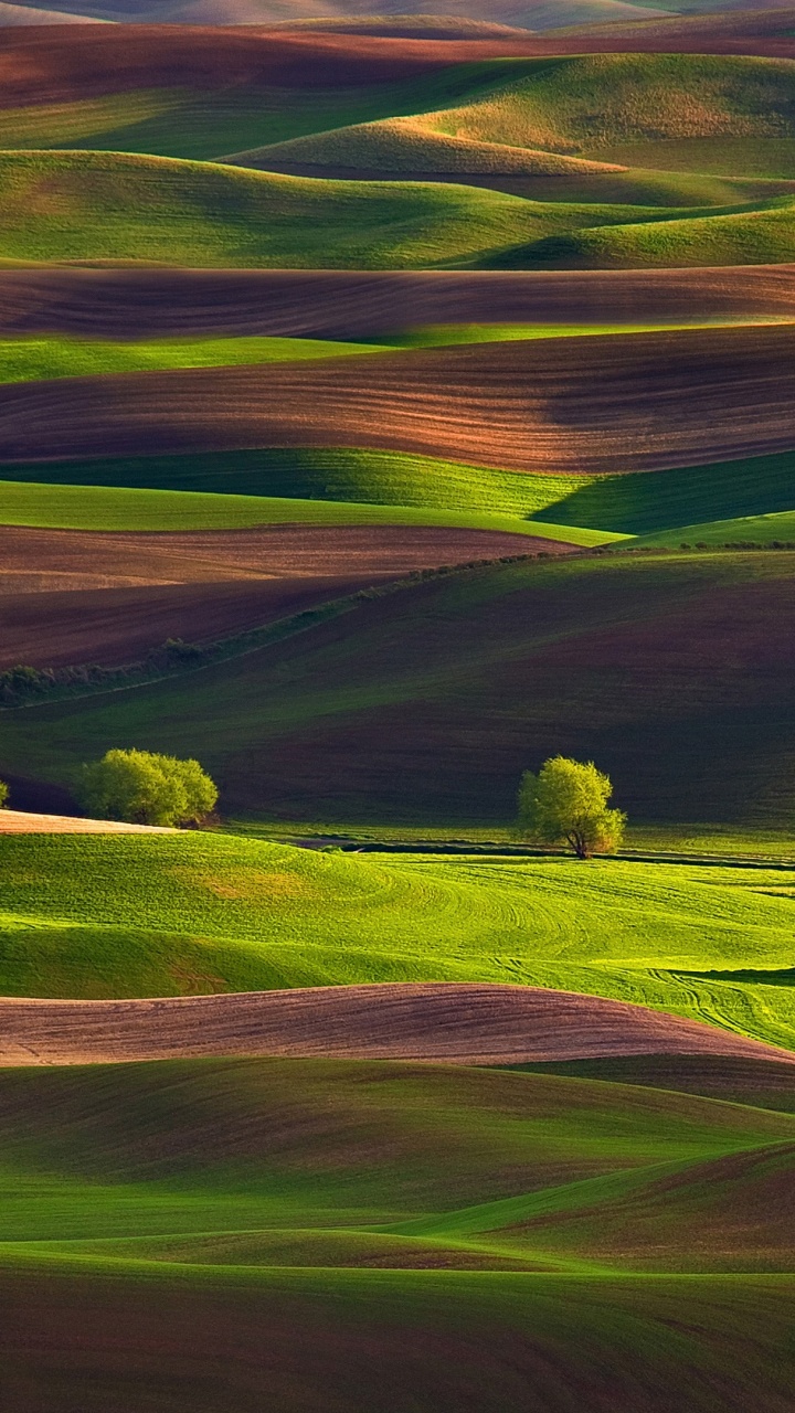 Tagsüber Grüne Wiese. Wallpaper in 720x1280 Resolution