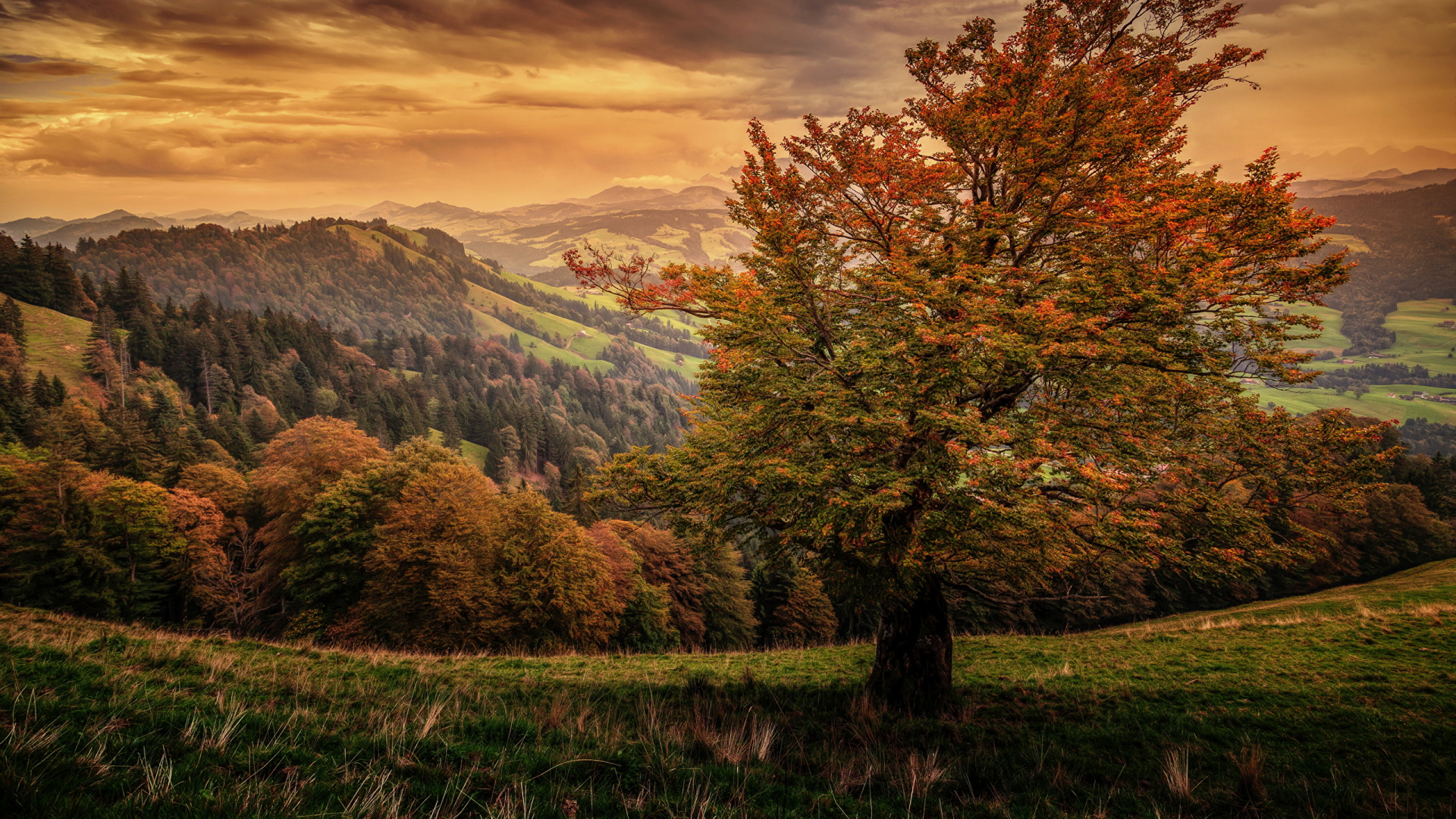 Brown Trees on Green Grass Field Near Mountain Under Cloudy Sky During Daytime. Wallpaper in 1920x1080 Resolution