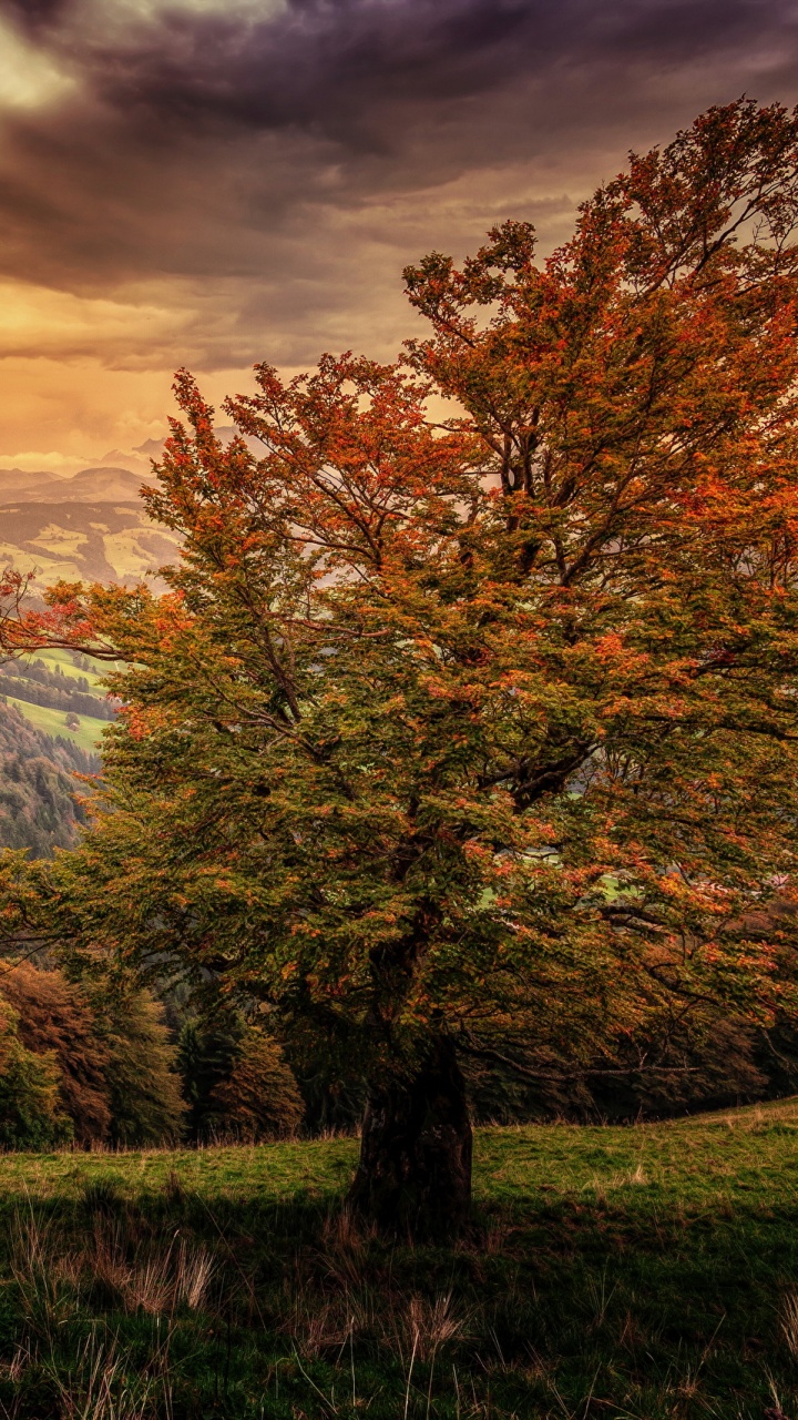 Brown Trees on Green Grass Field Near Mountain Under Cloudy Sky During Daytime. Wallpaper in 720x1280 Resolution