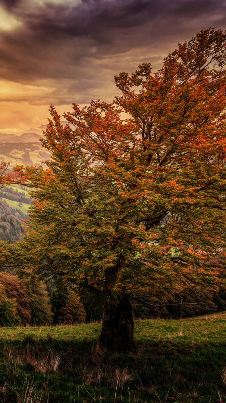 Brown Trees on Green Grass Field Near Mountain Under Cloudy Sky During Daytime. Wallpaper in 750x1334 Resolution