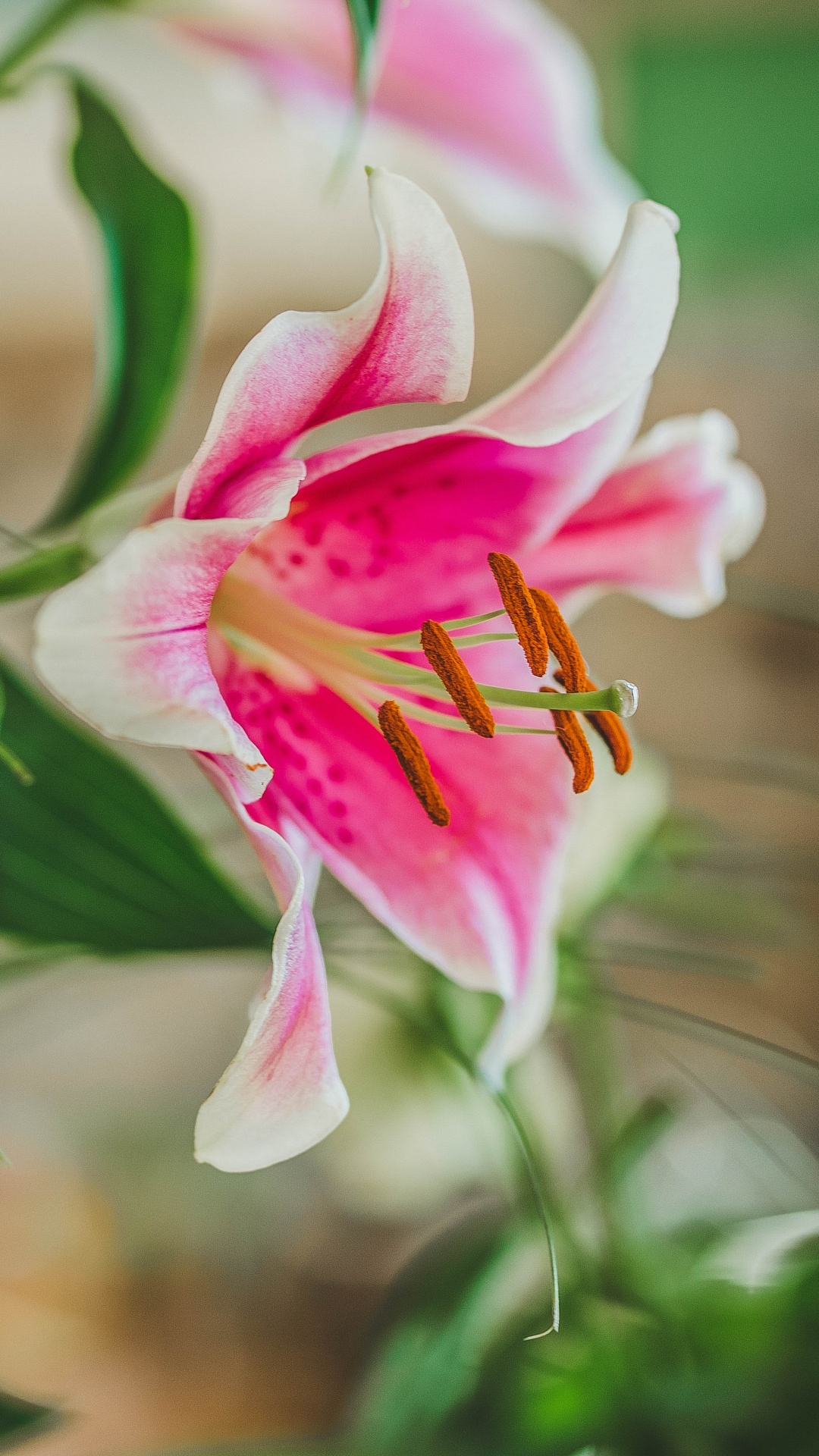 Pink and White Flower in Tilt Shift Lens. Wallpaper in 1080x1920 Resolution