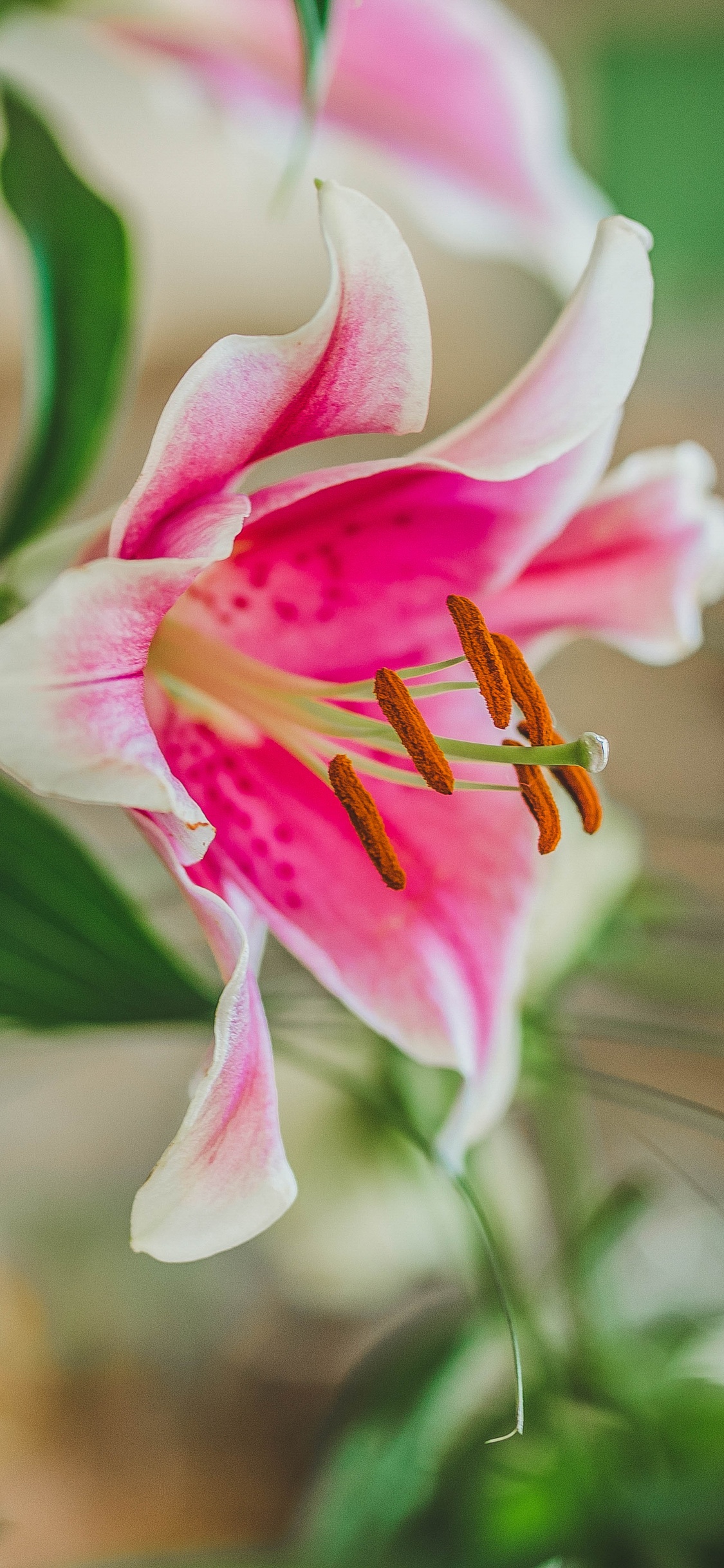 Pink and White Flower in Tilt Shift Lens. Wallpaper in 1125x2436 Resolution