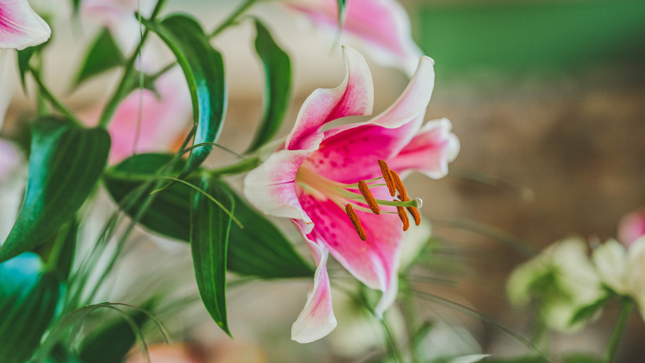 Pink and White Flower in Tilt Shift Lens. Wallpaper in 1280x720 Resolution