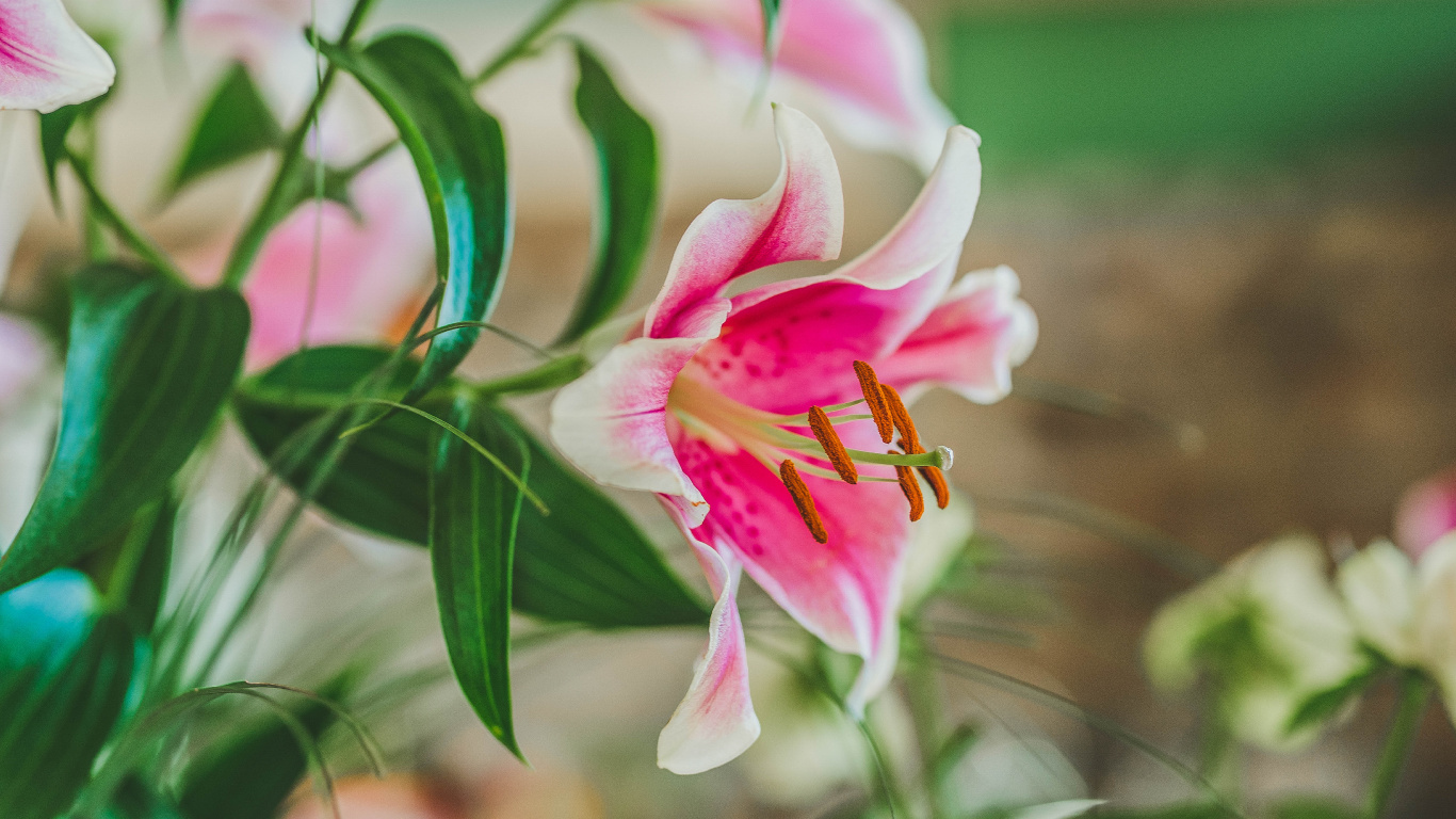 Pink and White Flower in Tilt Shift Lens. Wallpaper in 1366x768 Resolution