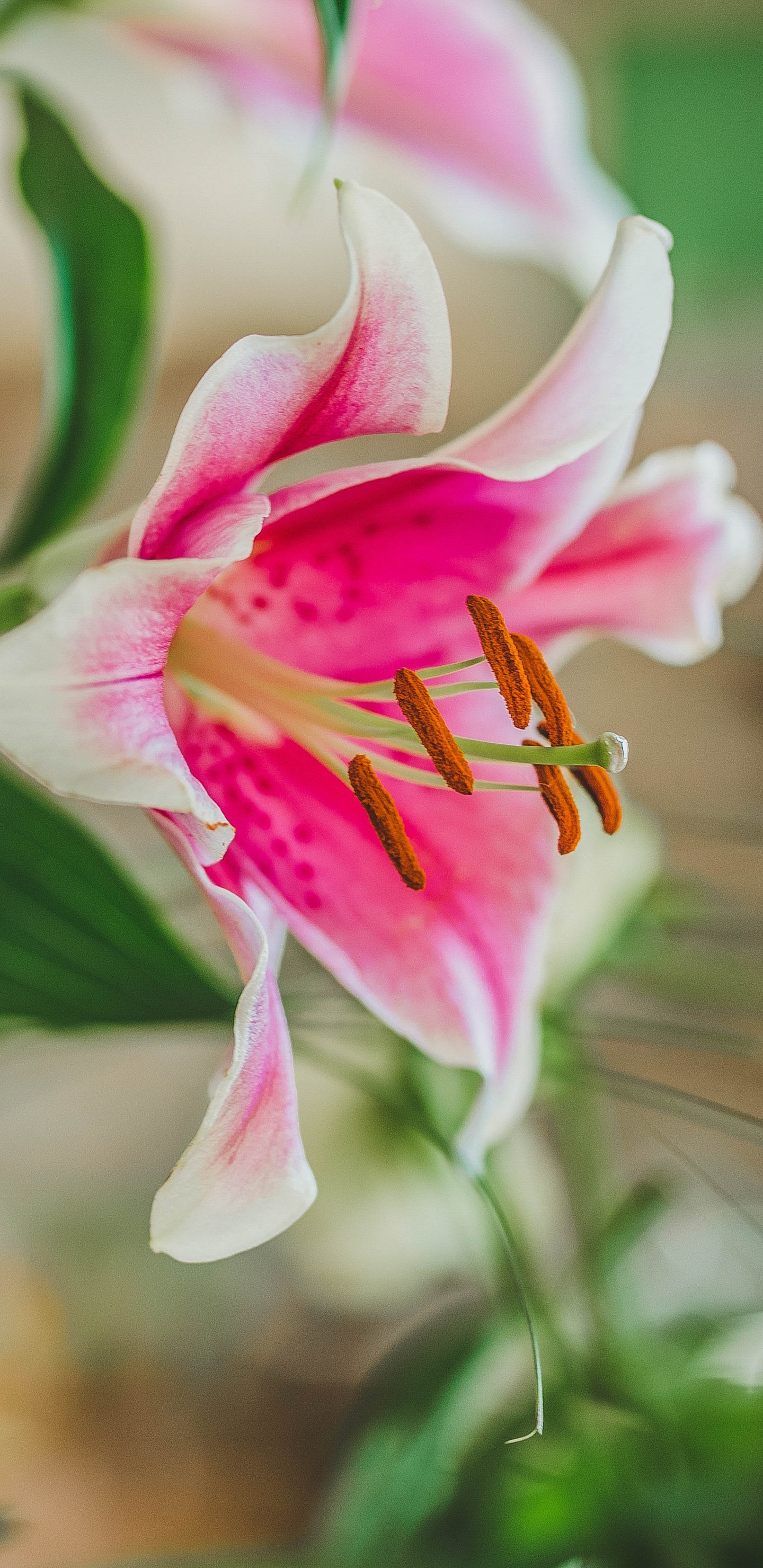 Pink and White Flower in Tilt Shift Lens. Wallpaper in 1440x2960 Resolution
