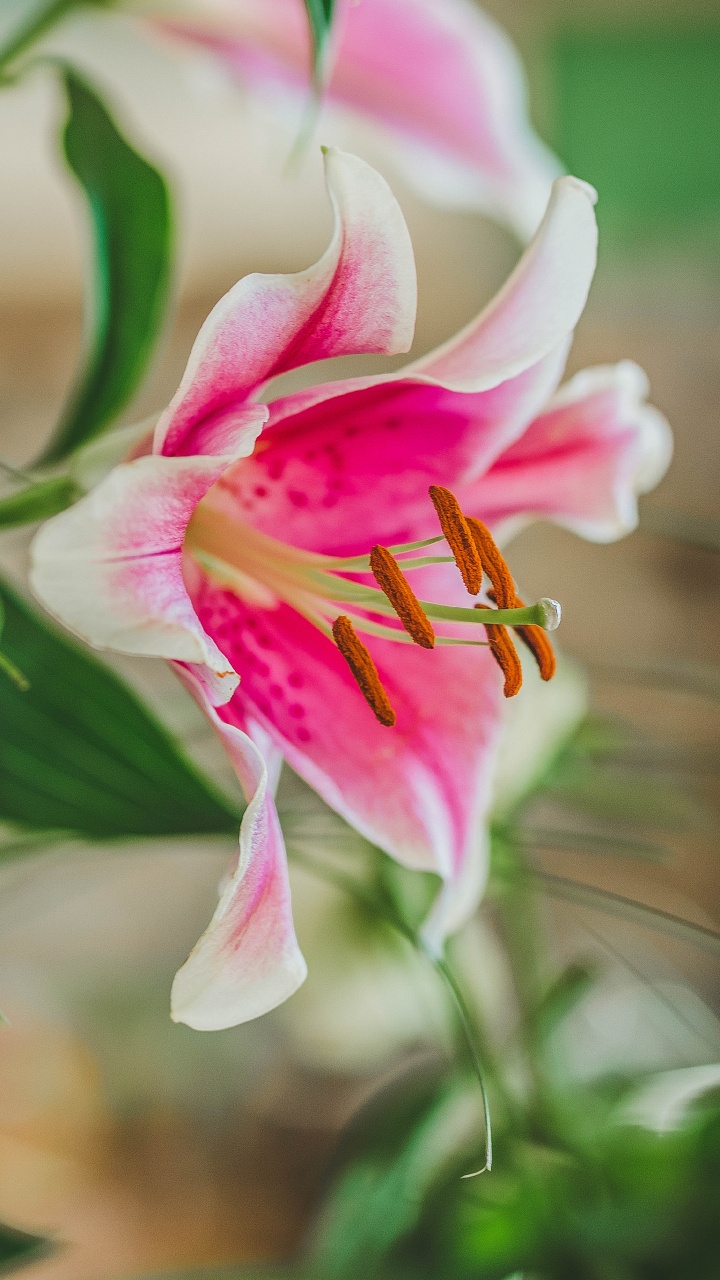 Pink and White Flower in Tilt Shift Lens. Wallpaper in 720x1280 Resolution