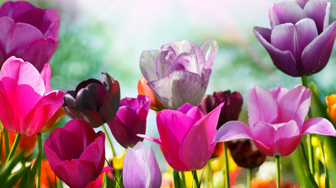 Tulipes Violettes et Roses en Fleurs Pendant la Journée. Wallpaper in 1366x768 Resolution