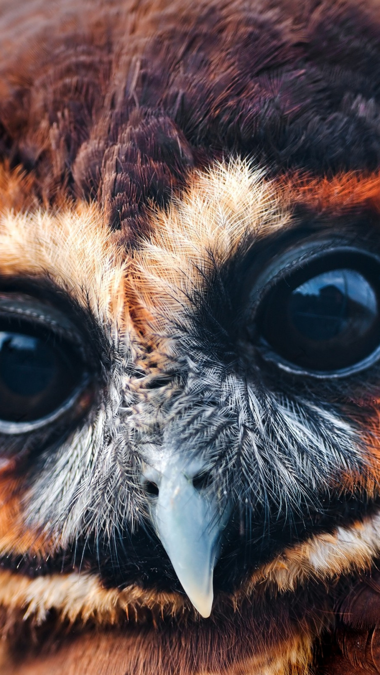 Brown and White Owl Illustration. Wallpaper in 750x1334 Resolution