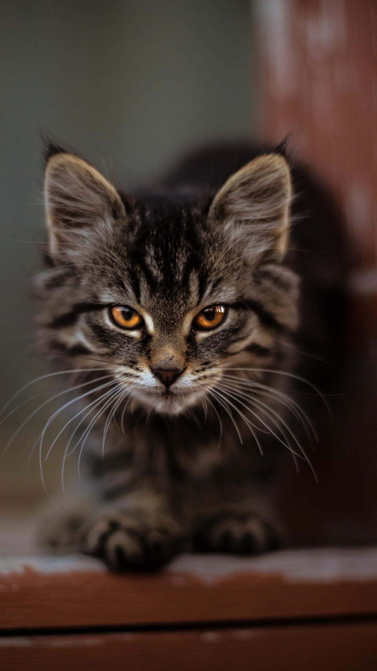 Silver Tabby Cat on Brown Wooden Table. Wallpaper in 1440x2560 Resolution