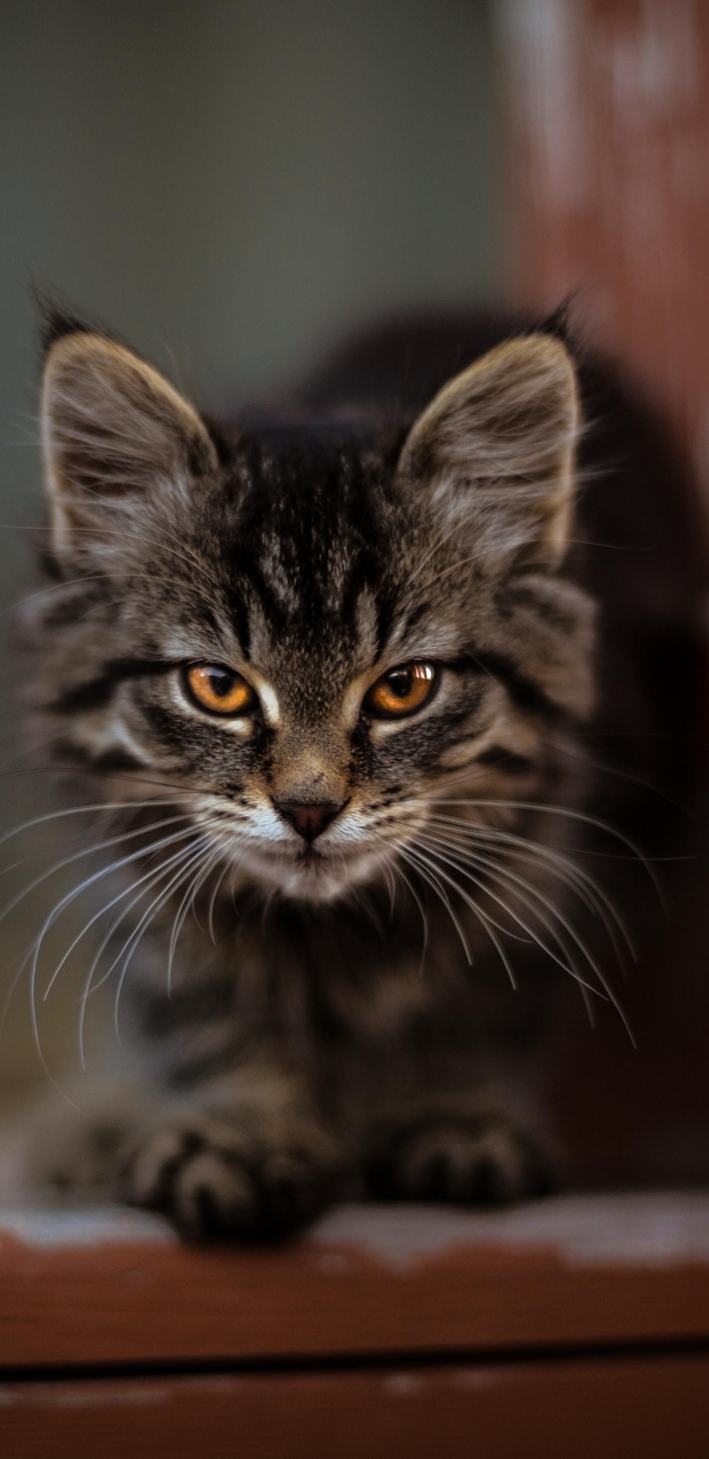 小猫, 大花猫, 胡须, 猫科, 欧洲短毛猫 壁纸 1440x2960 允许