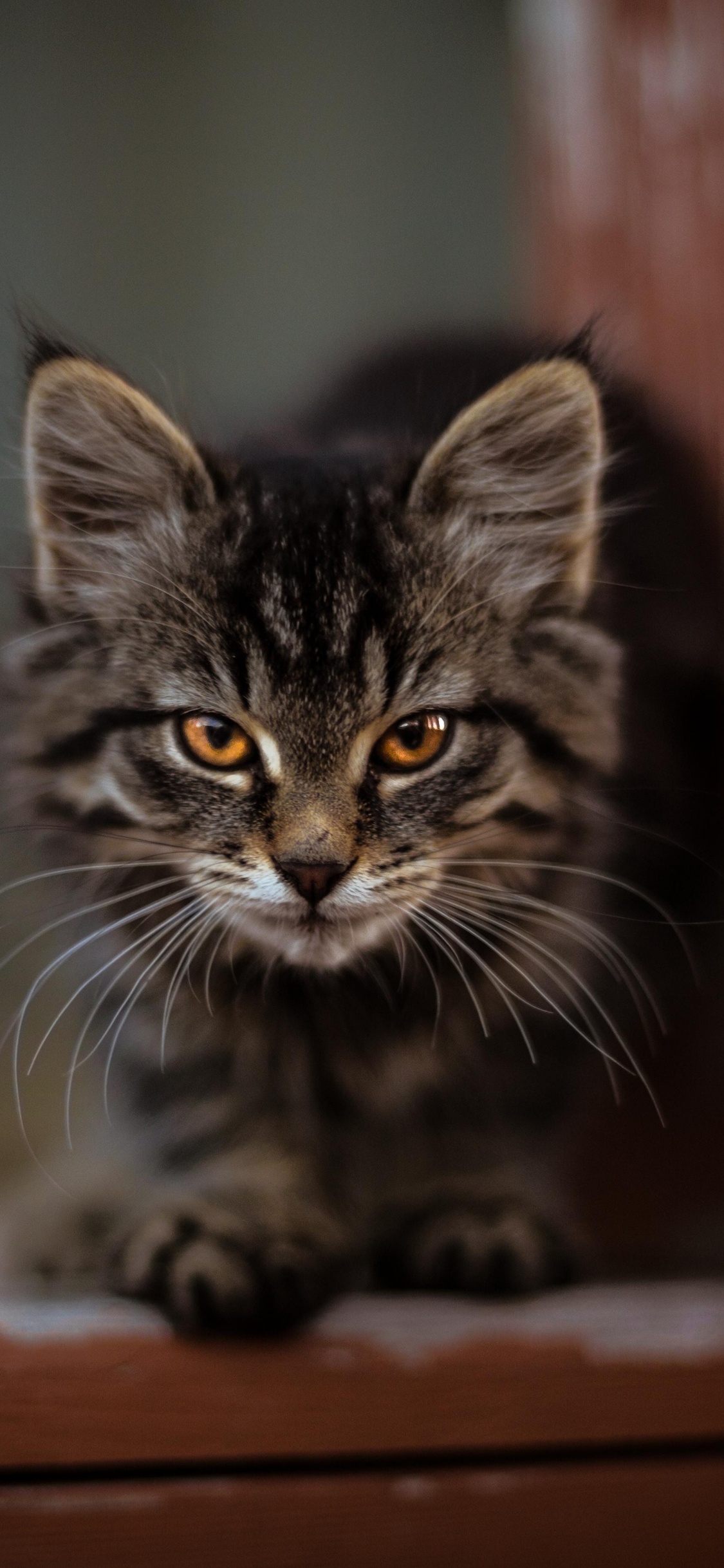 Silber Getigerte Katze Auf Braunem Holztisch. Wallpaper in 1125x2436 Resolution