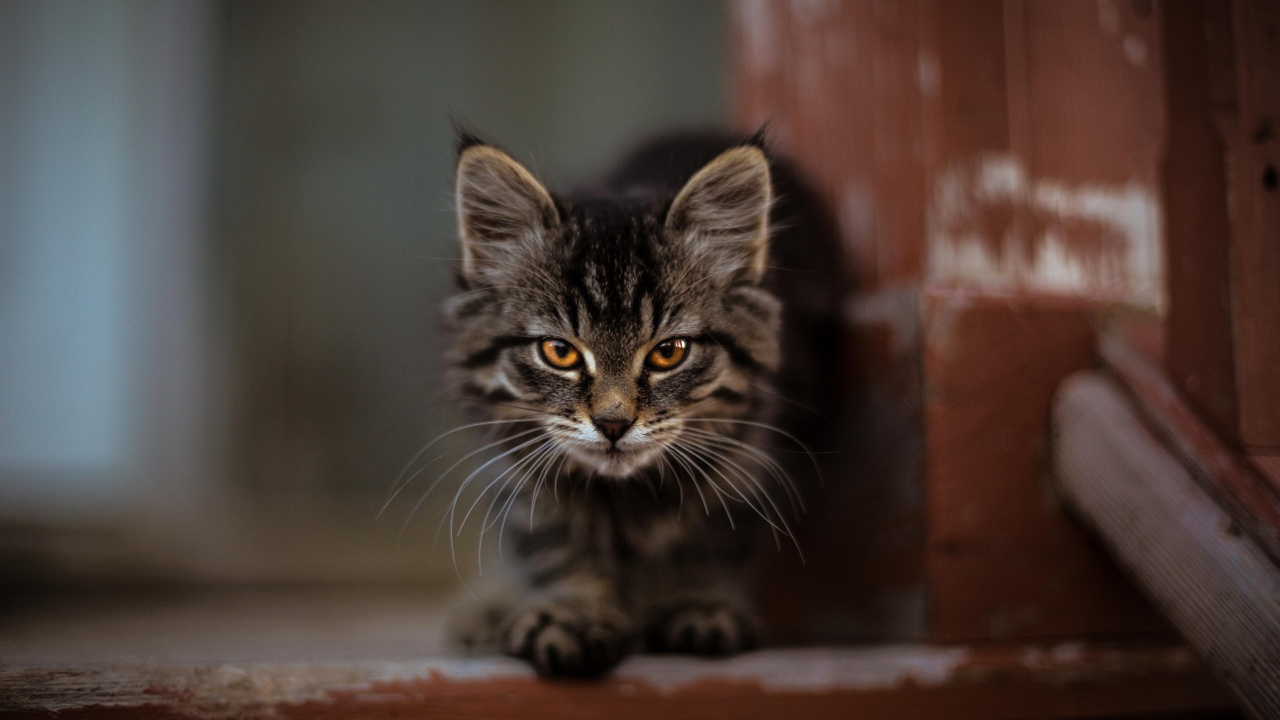 Silber Getigerte Katze Auf Braunem Holztisch. Wallpaper in 1280x720 Resolution