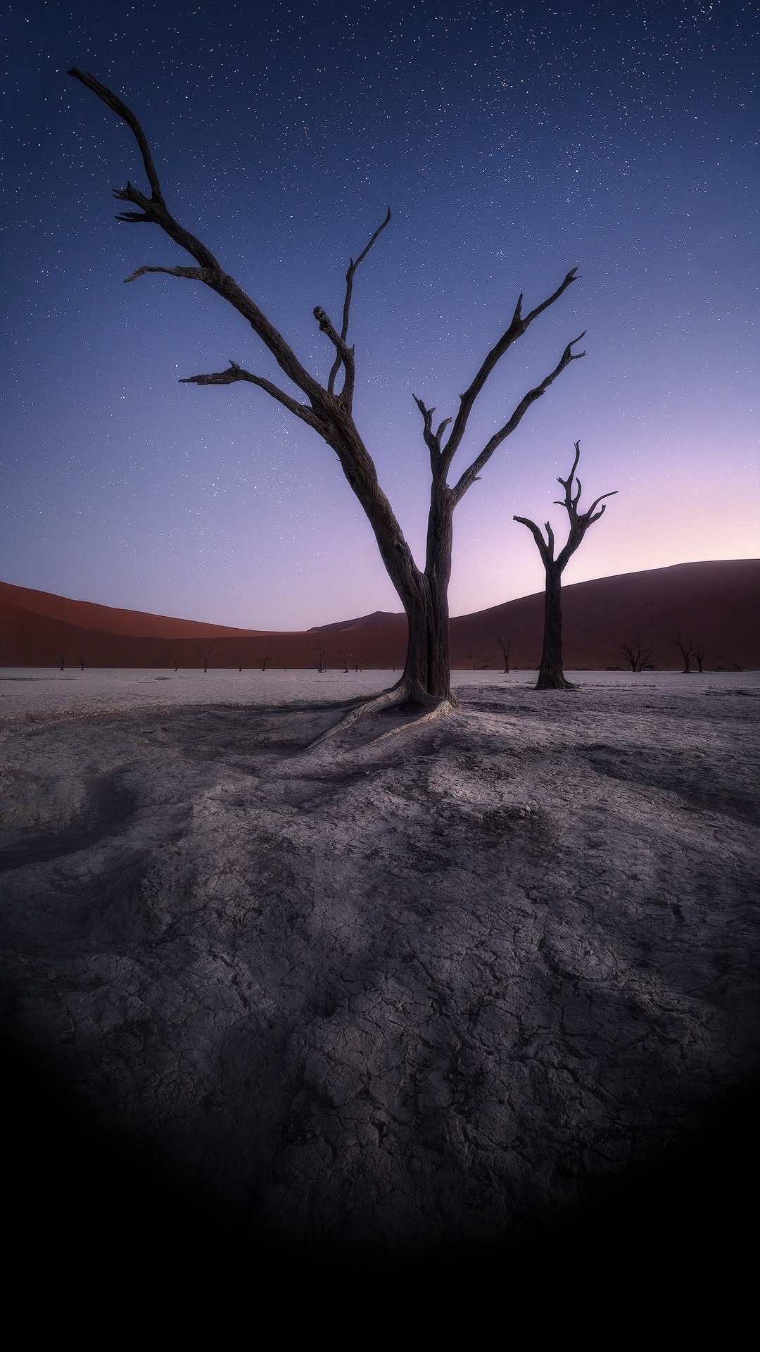 Atmosphäre, Naturlandschaft, Branch, Holz, Cloud. Wallpaper in 1080x1920 Resolution