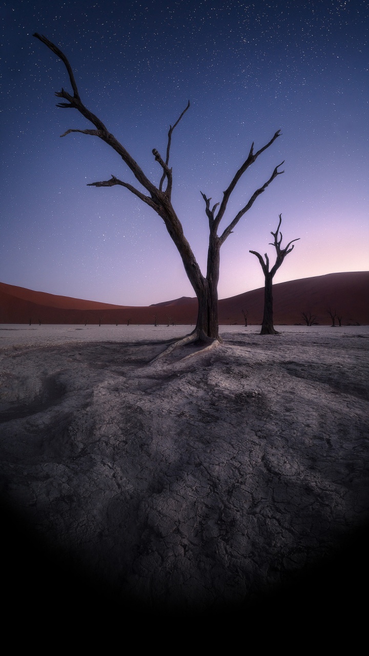 Atmosphäre, Naturlandschaft, Branch, Holz, Cloud. Wallpaper in 720x1280 Resolution