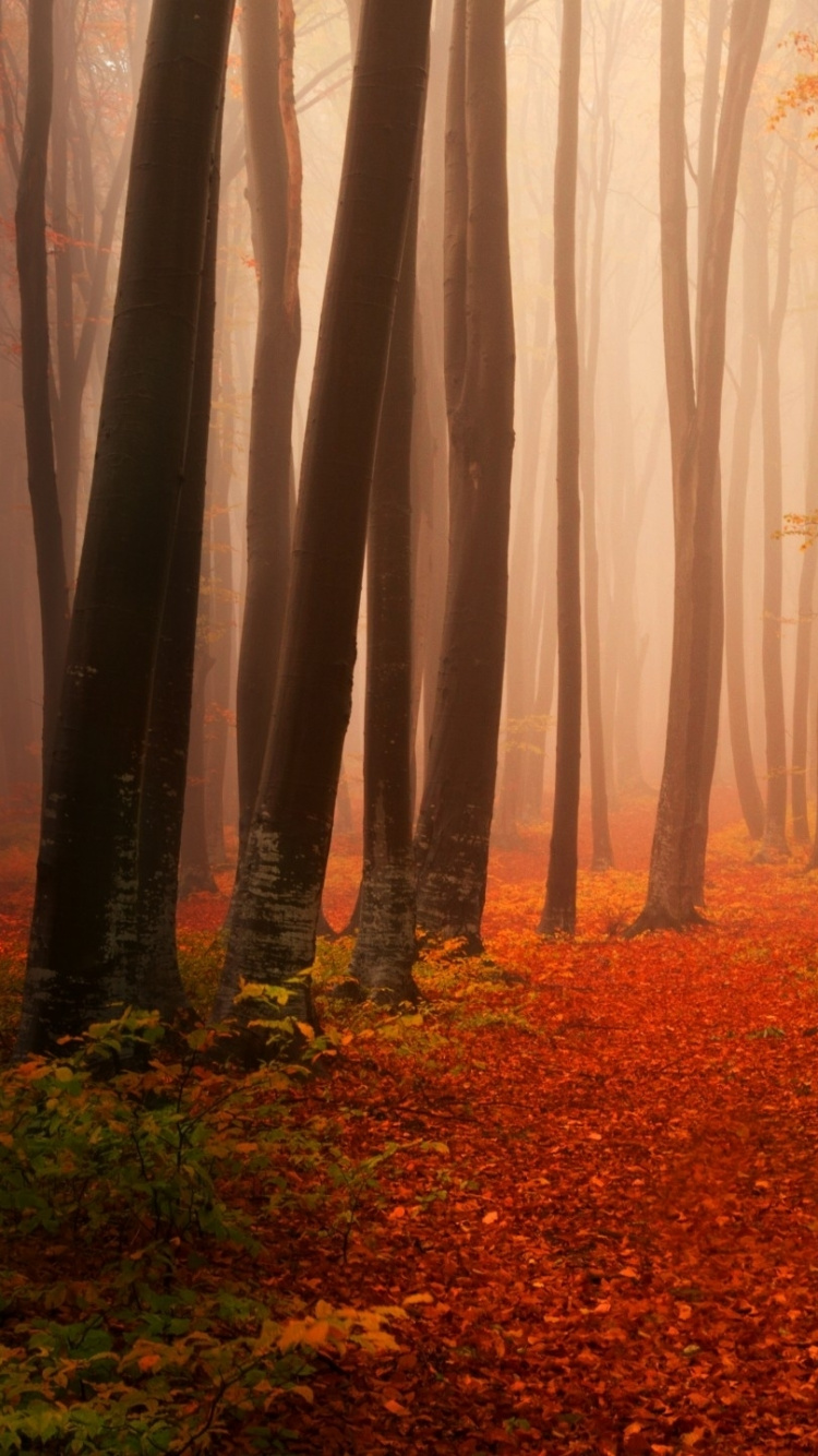 Red Leaves on The Ground. Wallpaper in 750x1334 Resolution