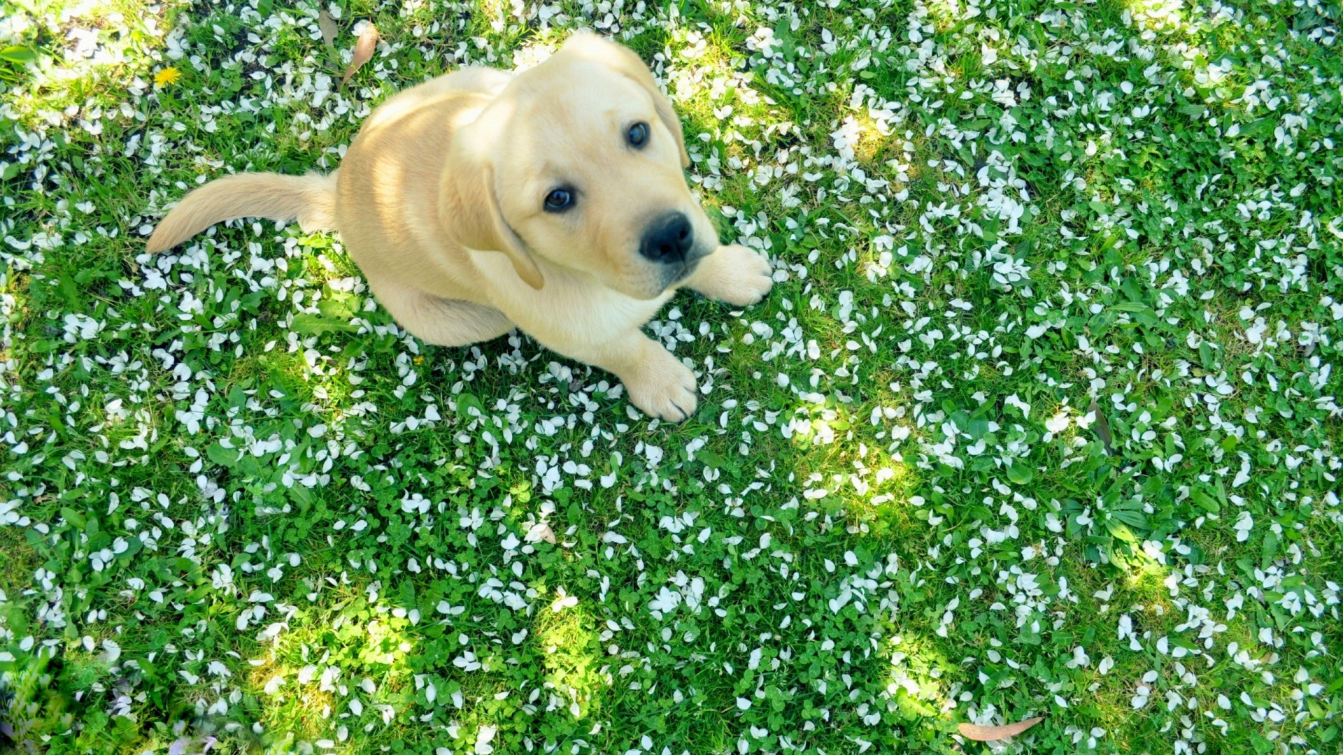 Labrador Retriever, Puppy, Golden Retriever, Retriever, Dog. Wallpaper in 1920x1080 Resolution