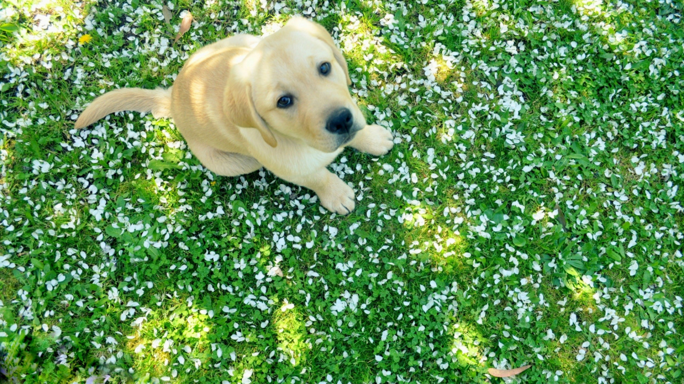 Labrador, Cachorro, Golden Retriever, Retriever, Perro. Wallpaper in 1366x768 Resolution