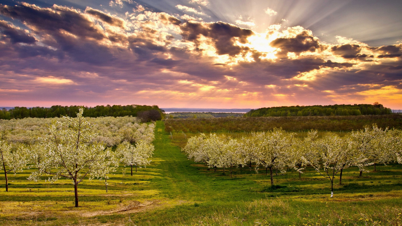 Campo de Hierba Verde Bajo un Cielo Azul Durante el Día. Wallpaper in 1366x768 Resolution