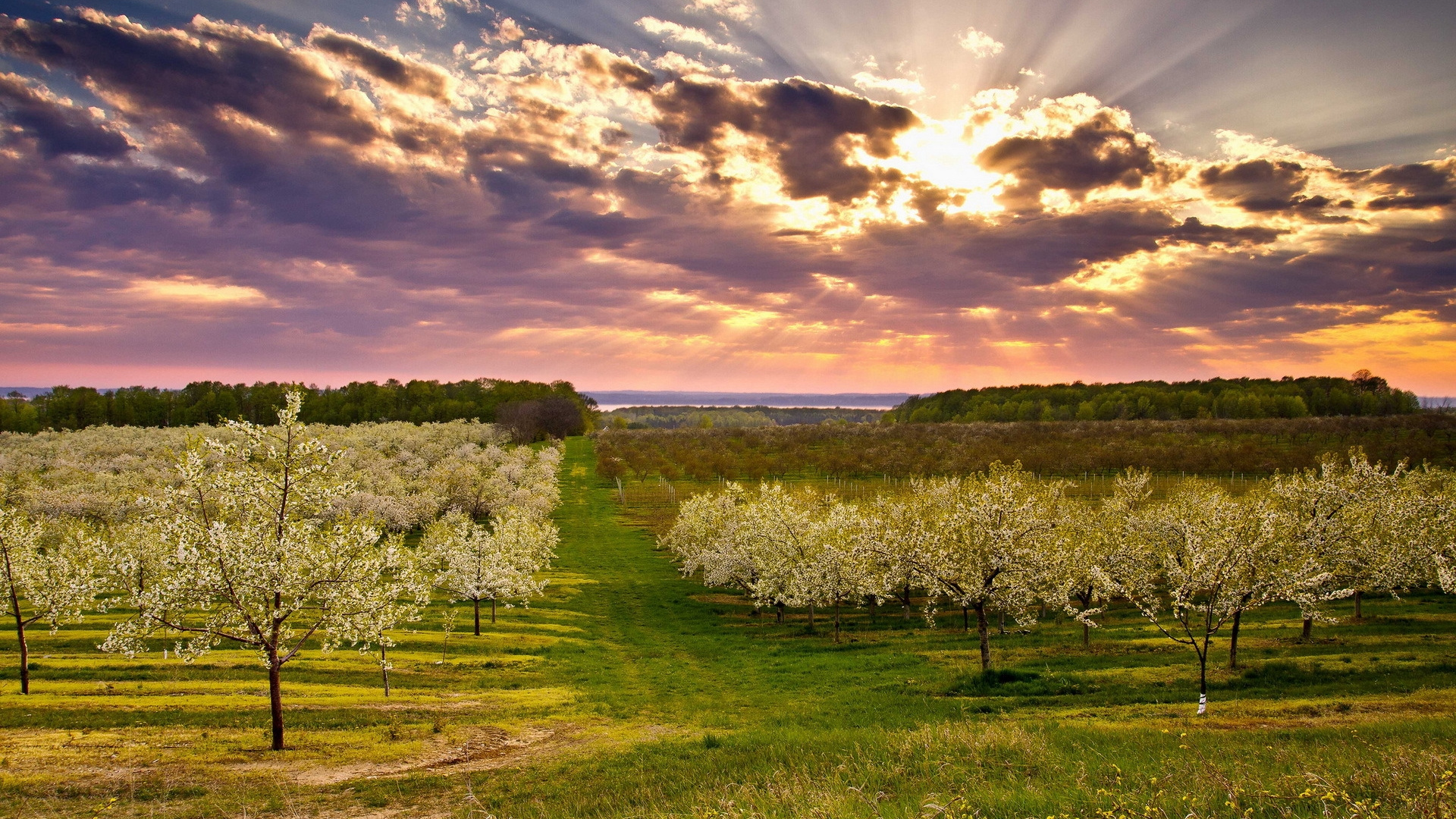 Green Grass Field Under Blue Sky During Daytime. Wallpaper in 1920x1080 Resolution