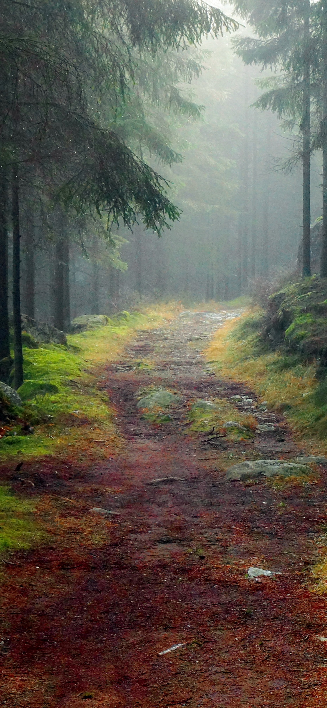 Grüne Bäume Auf Braunem Feldweg. Wallpaper in 1125x2436 Resolution