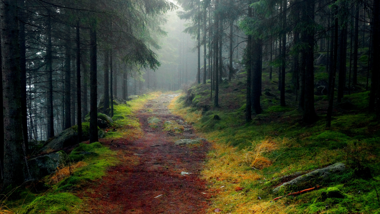 Grüne Bäume Auf Braunem Feldweg. Wallpaper in 1280x720 Resolution