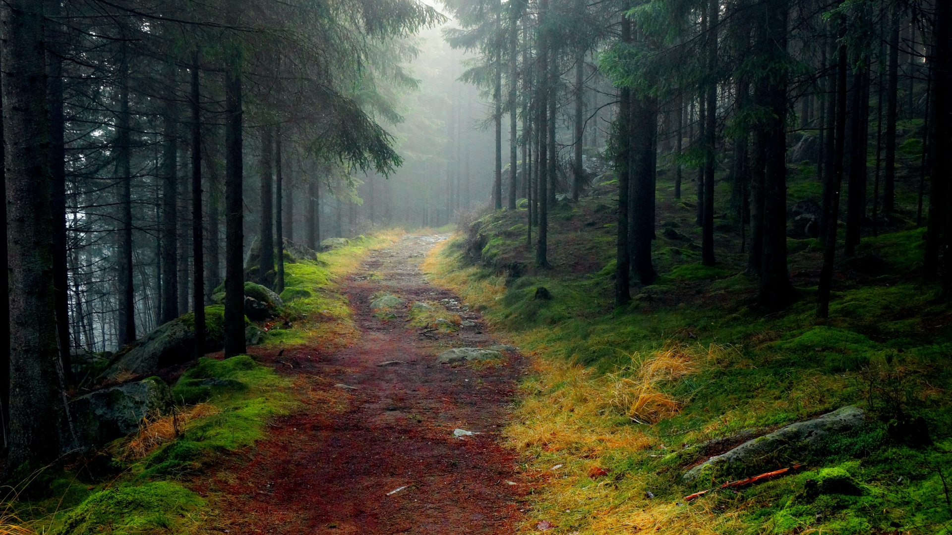 Grüne Bäume Auf Braunem Feldweg. Wallpaper in 1920x1080 Resolution