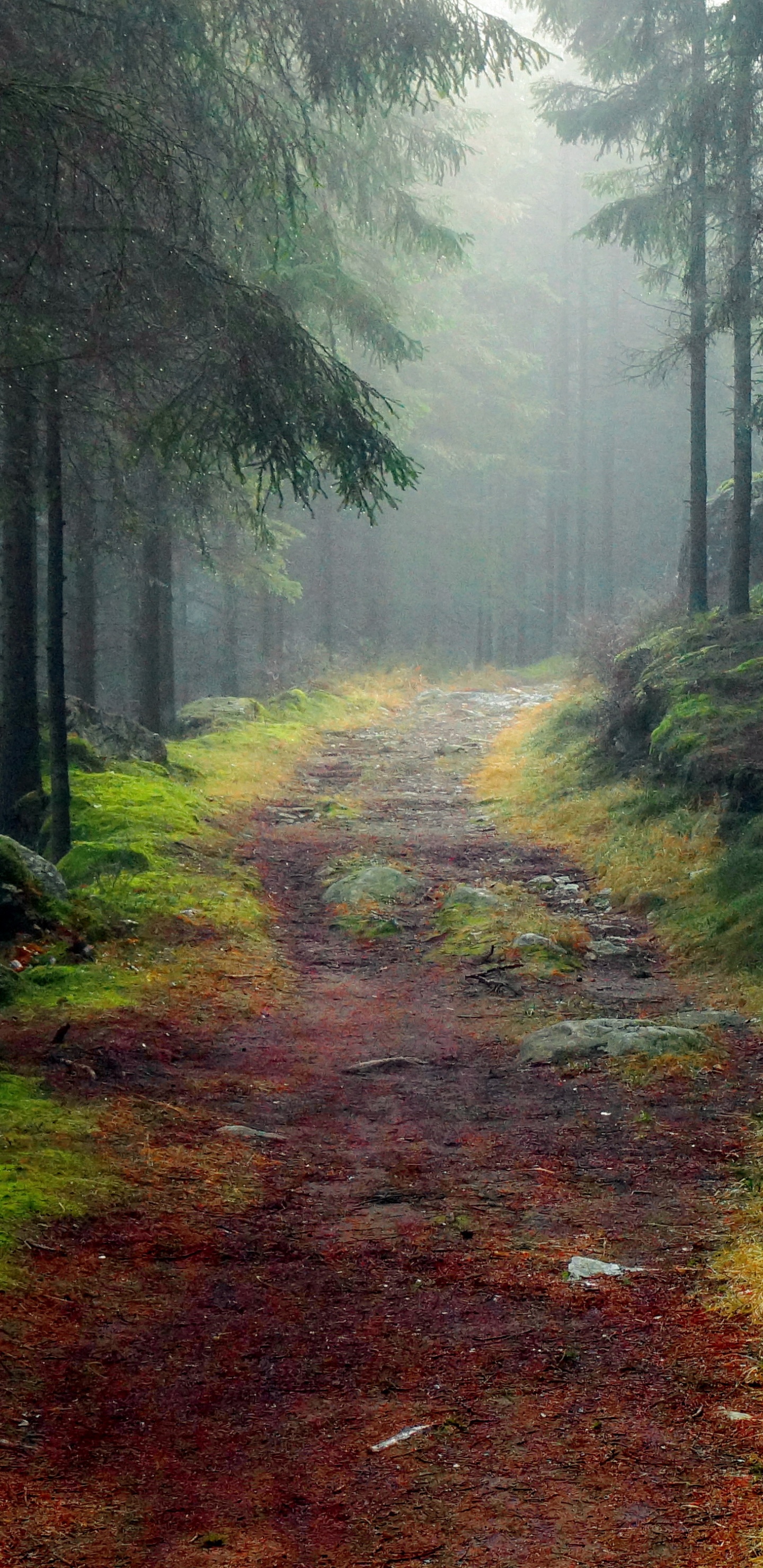 Green Trees on Brown Dirt Road. Wallpaper in 1440x2960 Resolution