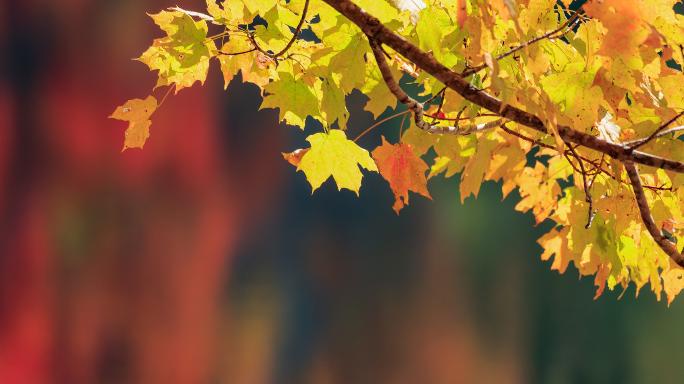 Yellow Maple Leaf on Tree Branch. Wallpaper in 1366x768 Resolution