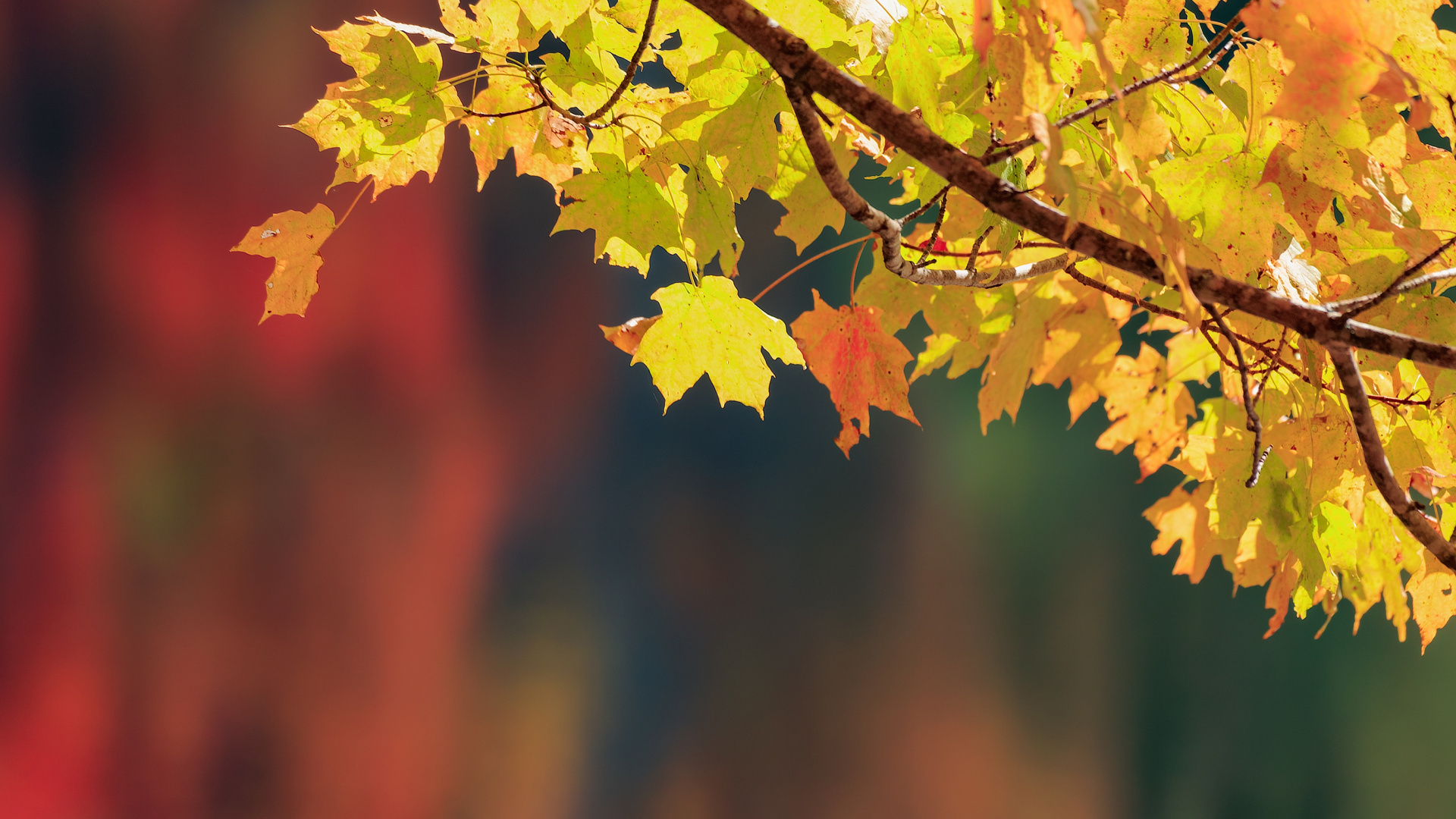 Yellow Maple Leaf on Tree Branch. Wallpaper in 1920x1080 Resolution