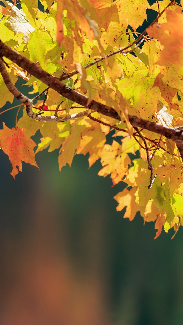 Yellow Maple Leaf on Tree Branch. Wallpaper in 720x1280 Resolution