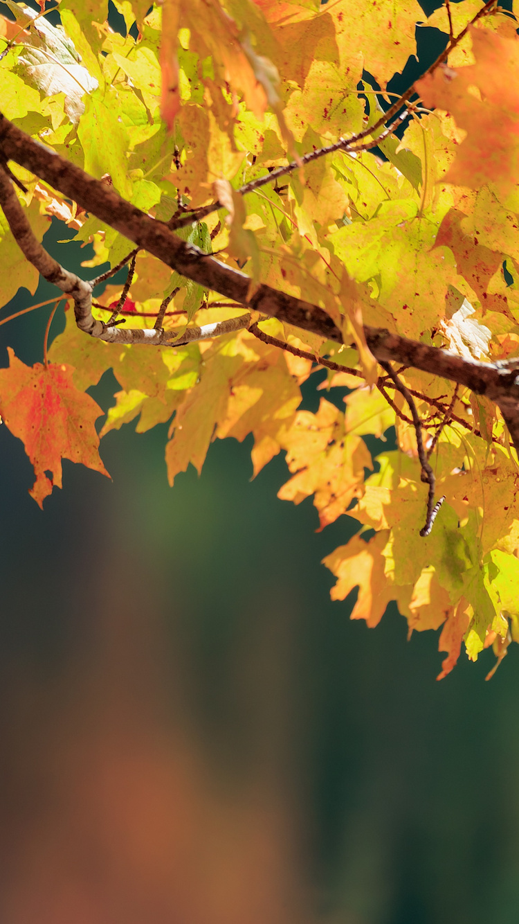 Yellow Maple Leaf on Tree Branch. Wallpaper in 750x1334 Resolution