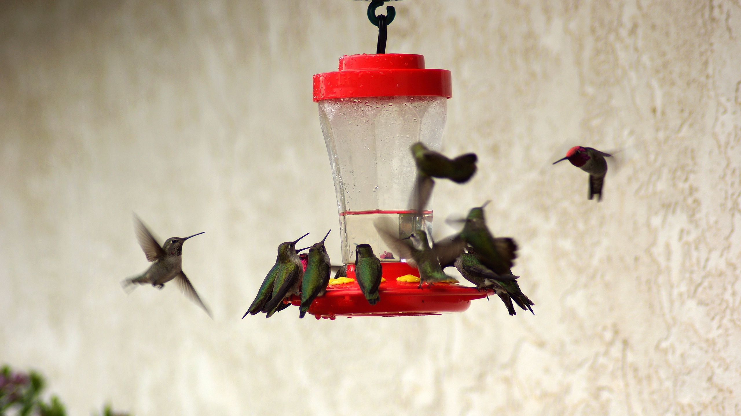 Drei Grüne Vögel Auf Rotem Und Grünem Vogelhäuschen. Wallpaper in 2560x1440 Resolution