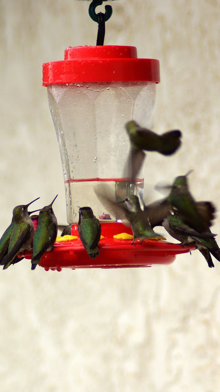 Three Green Birds on Red and Green Bird Feeder. Wallpaper in 750x1334 Resolution