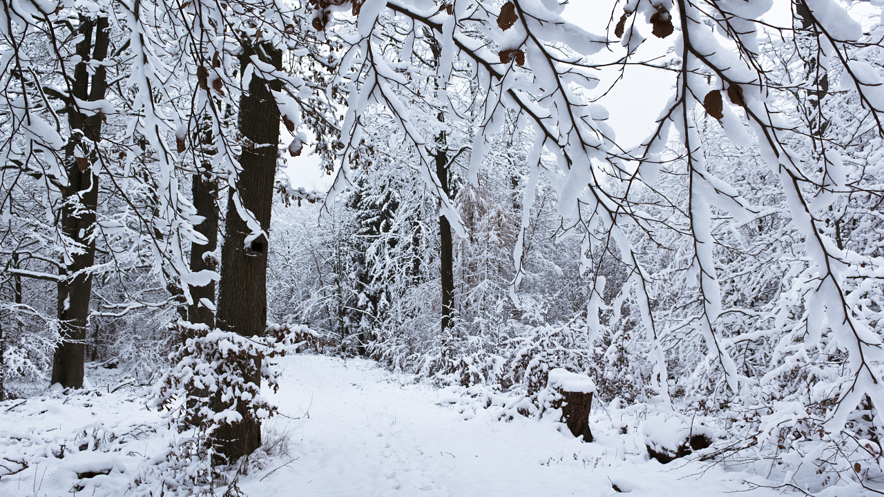 Brown Tree Trunk Covered With Snow. Wallpaper in 1280x720 Resolution