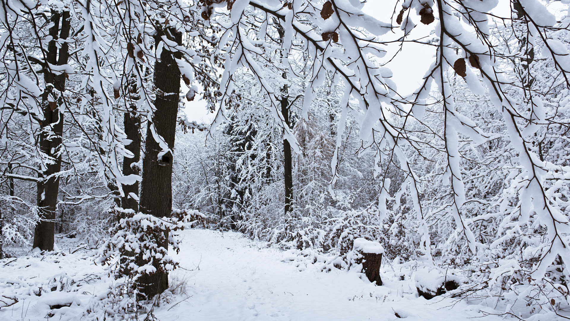 Brown Tree Trunk Covered With Snow. Wallpaper in 1920x1080 Resolution