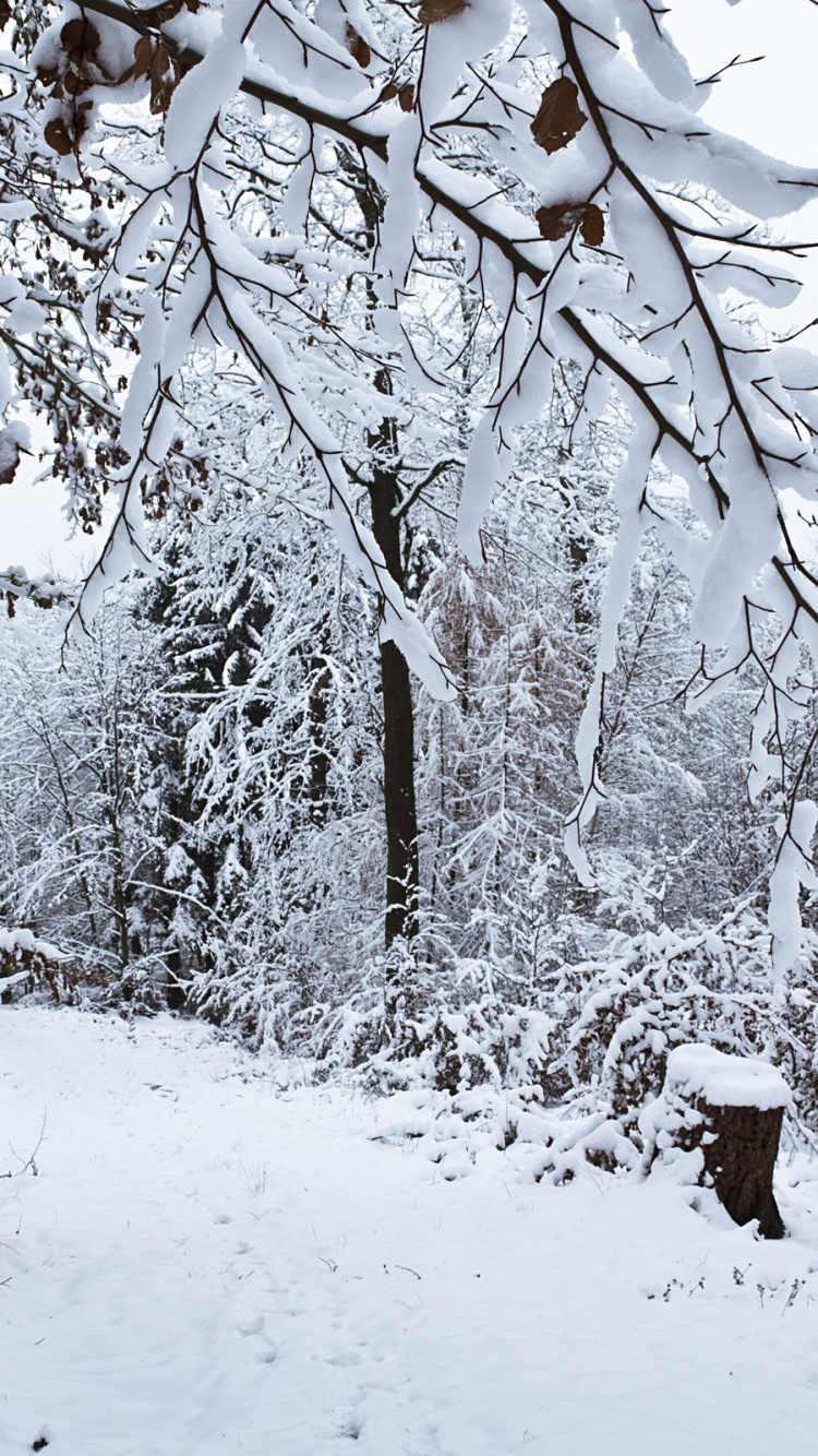 Brauner Baumstamm Mit Schnee Bedeckt. Wallpaper in 750x1334 Resolution