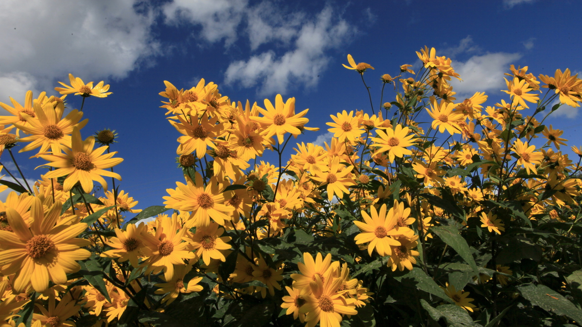 Yellow Flowers Under Blue Sky During Daytime. Wallpaper in 1920x1080 Resolution