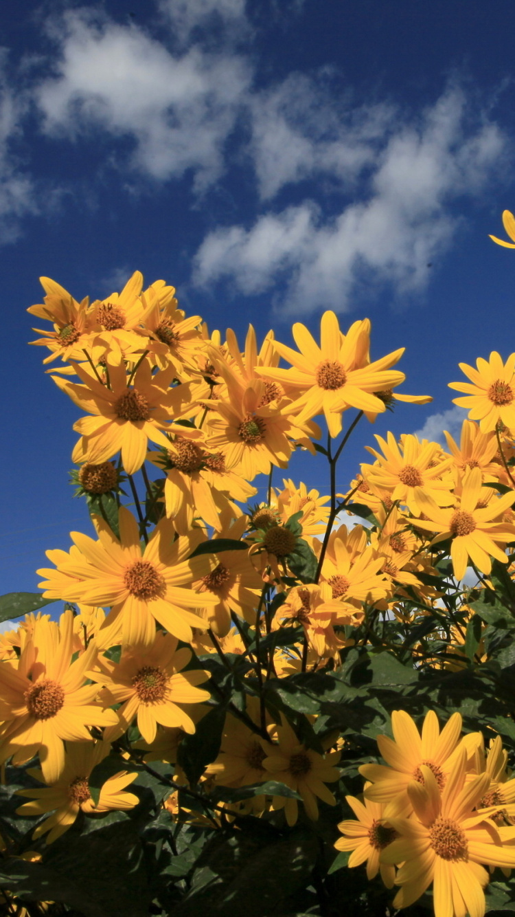 Yellow Flowers Under Blue Sky During Daytime. Wallpaper in 750x1334 Resolution