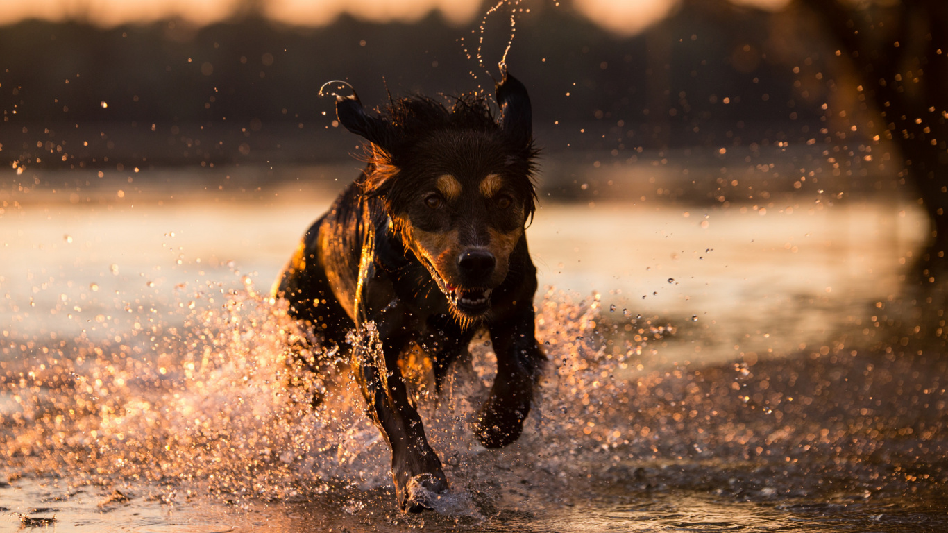 Chien, Race de Chien, Mustang, Race, Eau. Wallpaper in 1366x768 Resolution