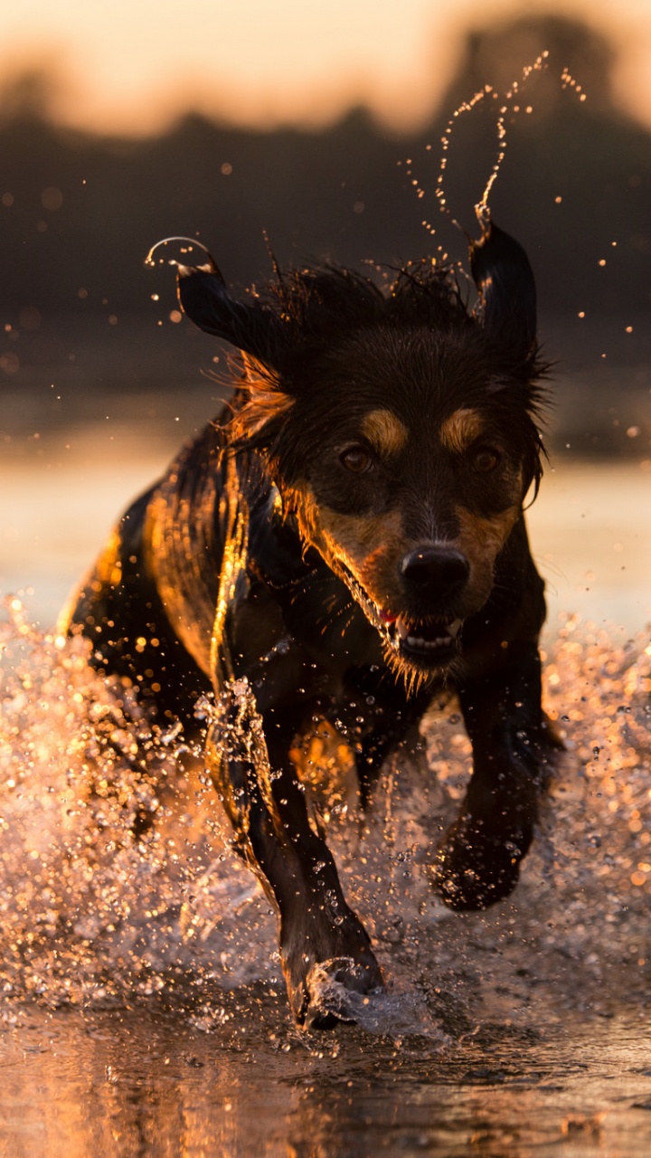 Chien, Race de Chien, Mustang, Race, Eau. Wallpaper in 720x1280 Resolution
