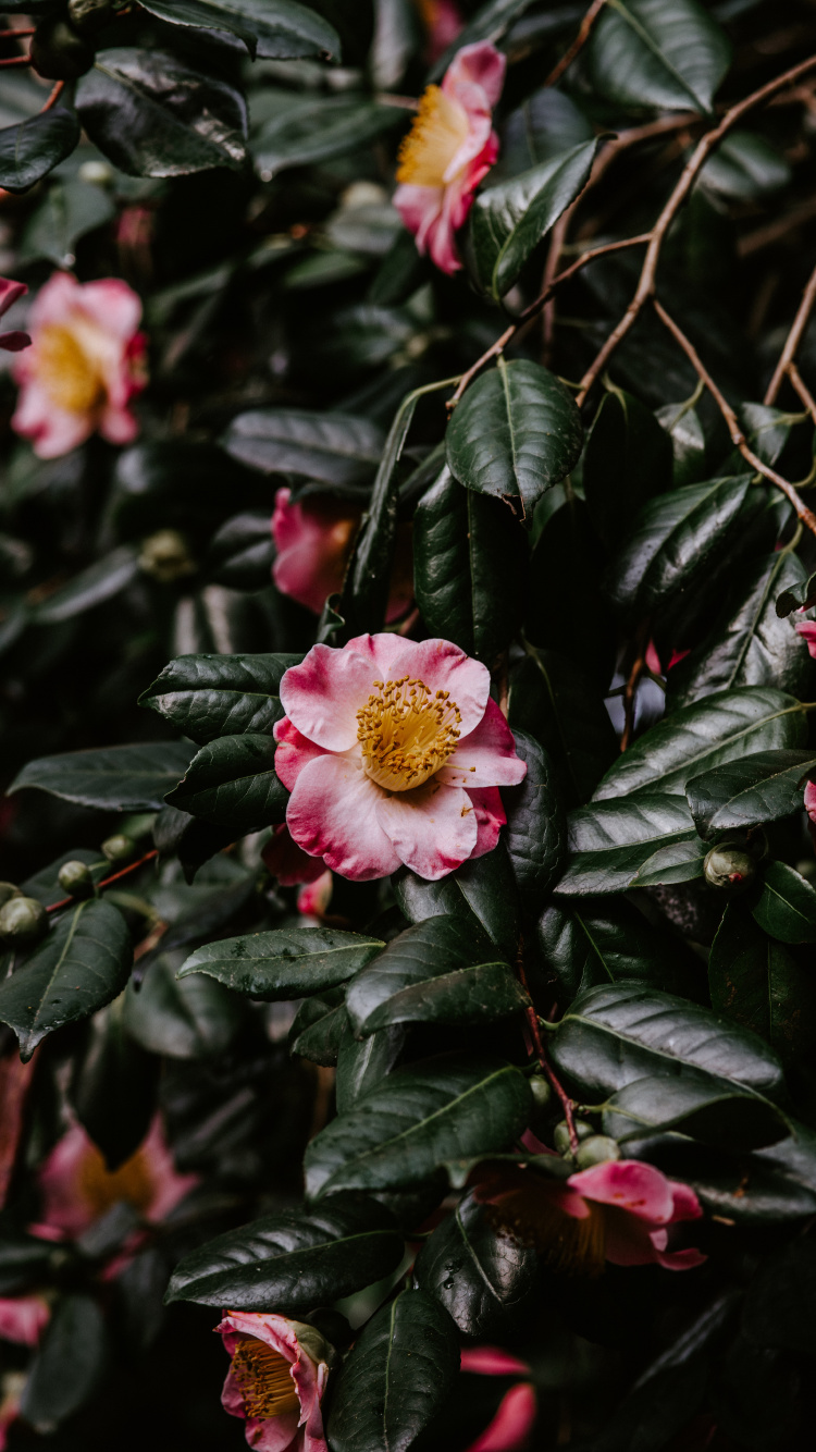 Flower, Japanese Camellia, Flowering Plant, Blossom, Plant. Wallpaper in 750x1334 Resolution