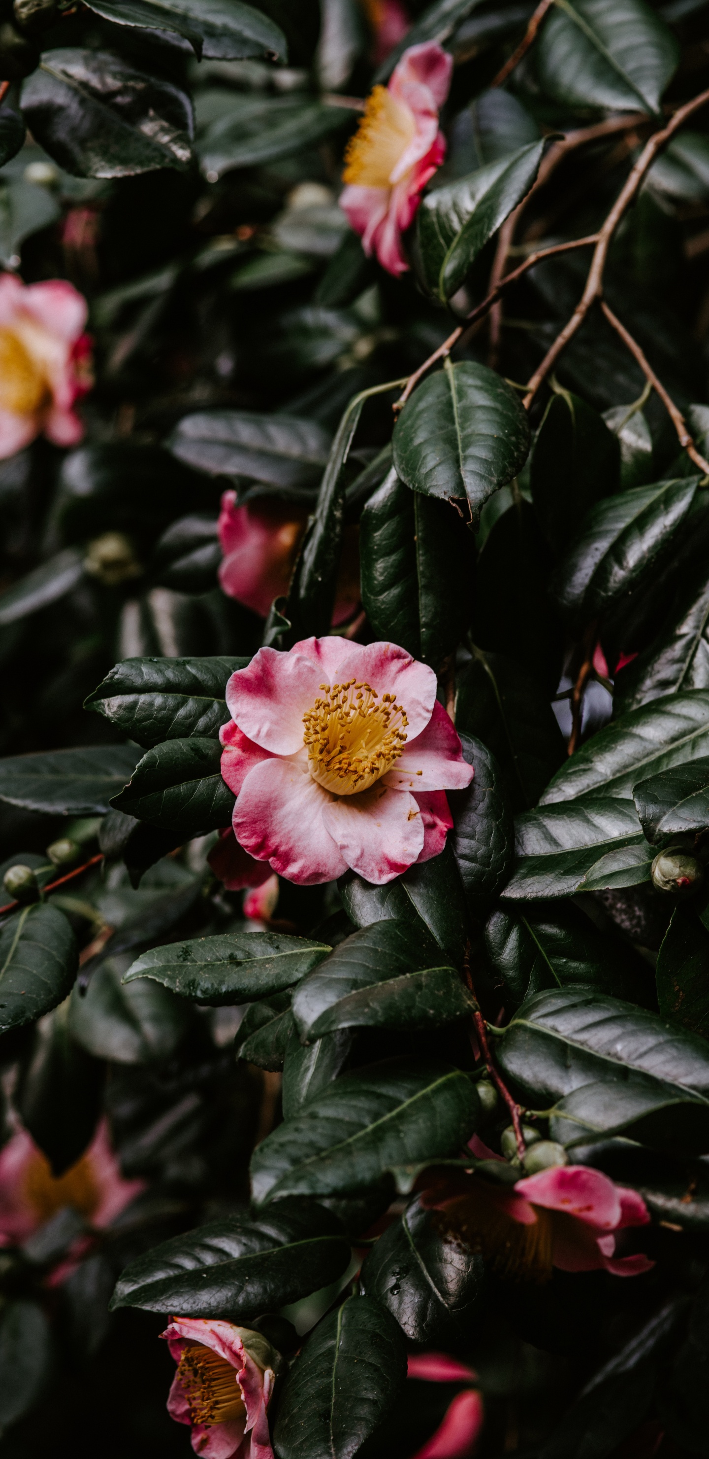 Japonais Camélia, la Floraison de la Plante, Pétale, la Famille Rose, Pink. Wallpaper in 1440x2960 Resolution