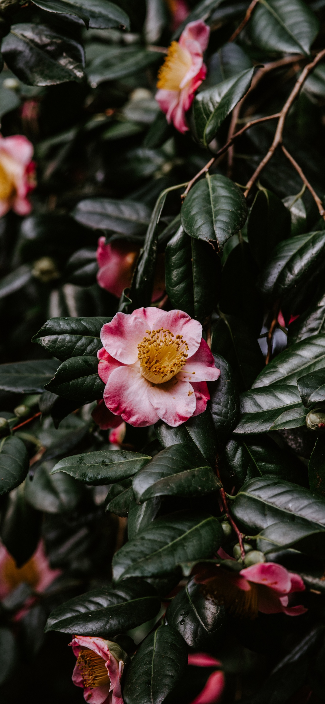 Japonés de la Camelia, la Floración de la Planta, Pétalo, Familia de Las Rosas, Rosa. Wallpaper in 1125x2436 Resolution