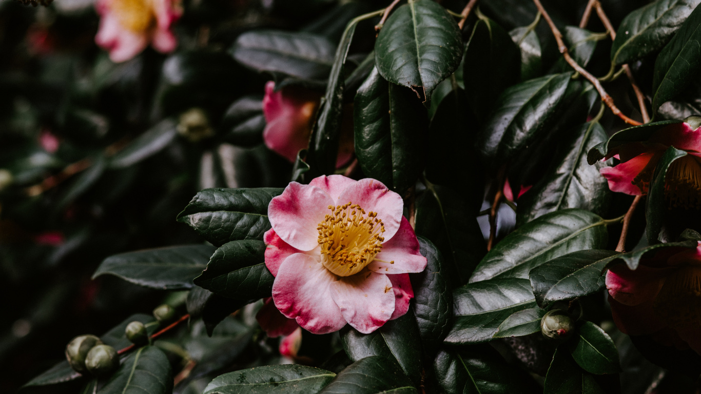 Japonés de la Camelia, la Floración de la Planta, Pétalo, Familia de Las Rosas, Rosa. Wallpaper in 1366x768 Resolution
