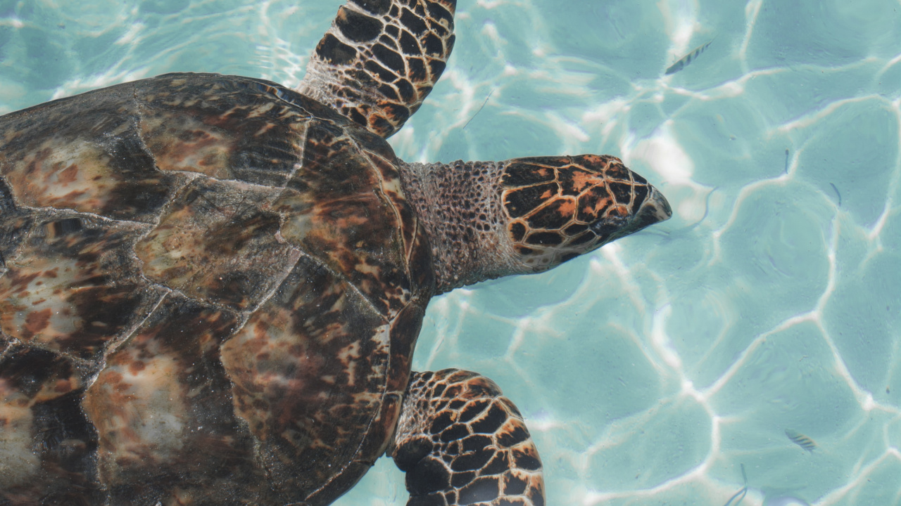 Black and Brown Turtle on Water. Wallpaper in 1280x720 Resolution