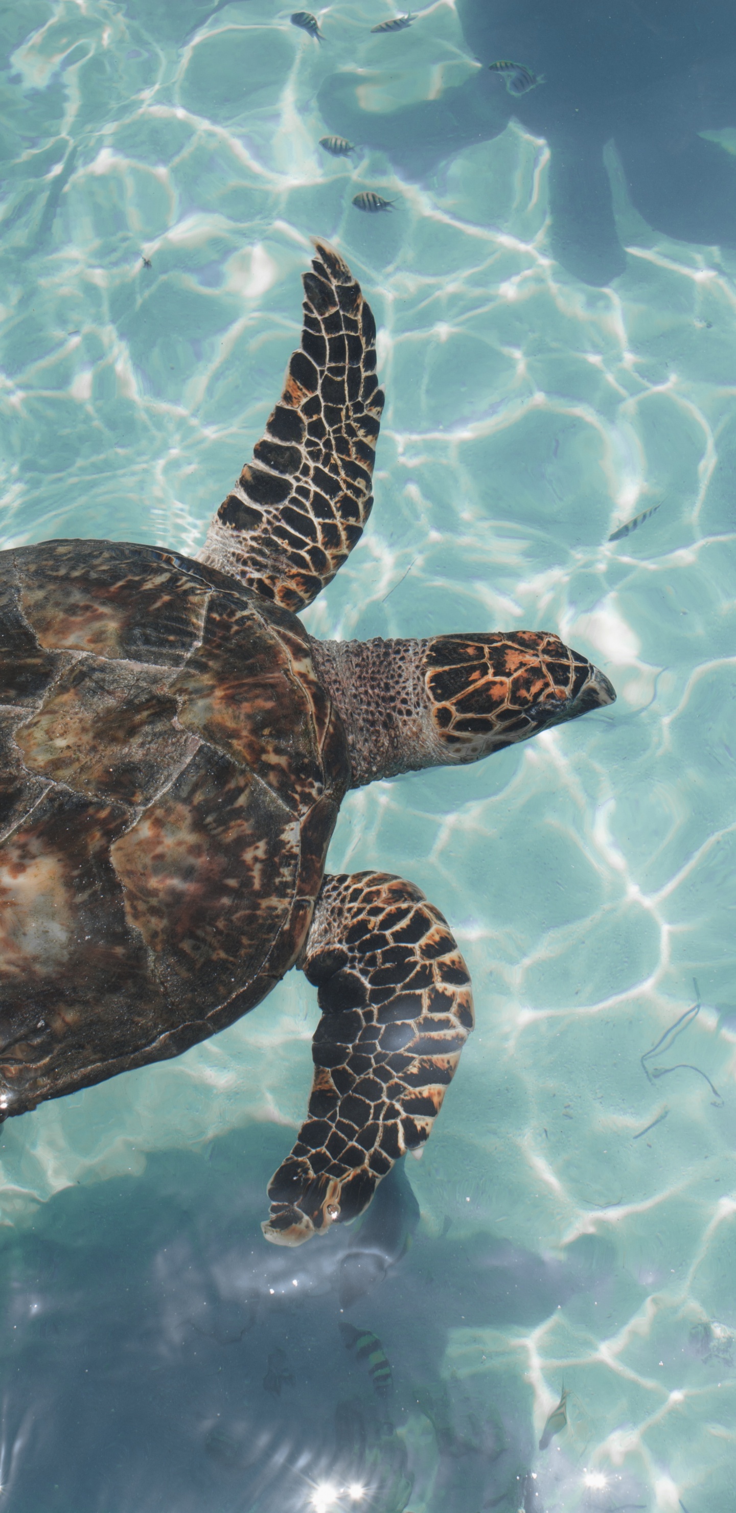 Black and Brown Turtle on Water. Wallpaper in 1440x2960 Resolution