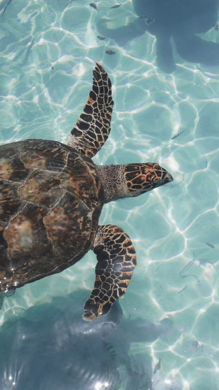 Tortue Noire et Brune Sur L'eau. Wallpaper in 720x1280 Resolution