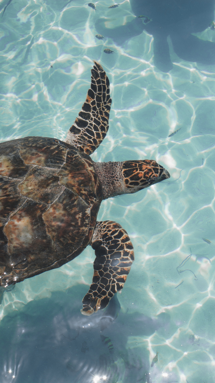 Schwarze Und Braune Schildkröte Auf Dem Wasser. Wallpaper in 750x1334 Resolution