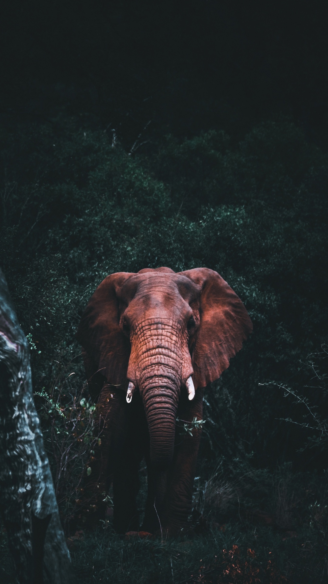 Afrikanische Elefanten, Indische Elefanten, Auge, Menschlichen Körper, Elefanten Und Mammuts. Wallpaper in 1080x1920 Resolution